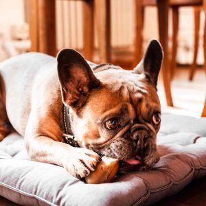 hundefreundliches Restaurant Aargau