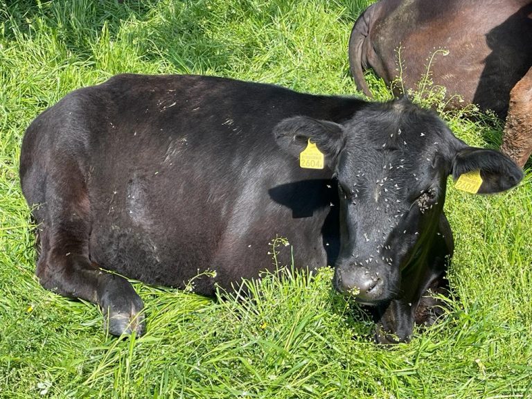 biohof scheibler rind